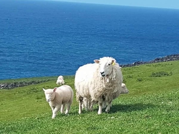 Dingle Peninsula Photography Tour from Killarney