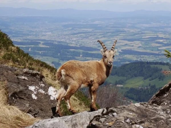 Day excursion with hiking sections to Mount Pilatus - 10hr Tour