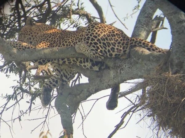 6 days/5 nights Nairobi-Maasai Mara-Hell's Gate-Crater Lake-Amboseli-Private Safari