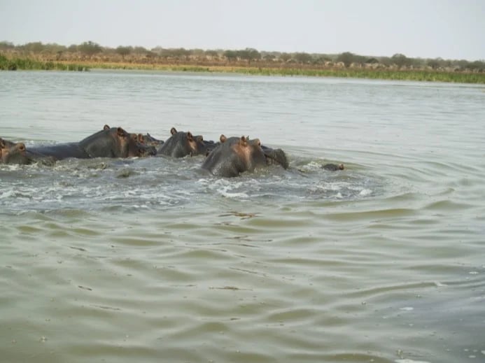Hippos in the lake Jipe