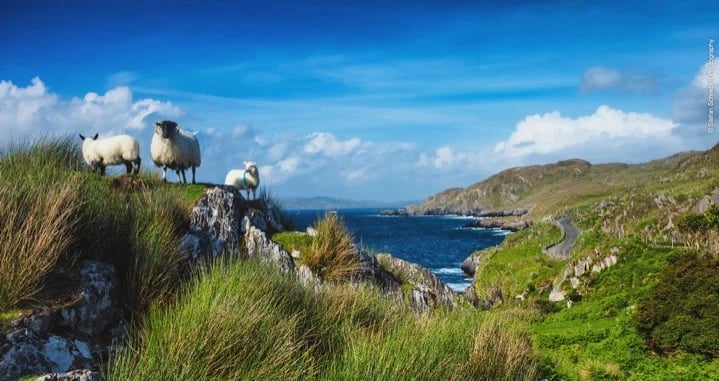 Plenty of sheep to photograph along the way