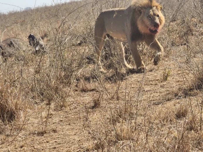 Nairobi National Park Safari - Private Tour