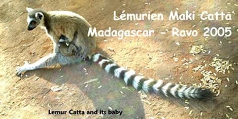 Ringtailed lemur by Ravo_Tour 39756