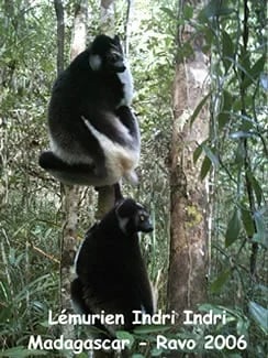 Indri lemur The biggest lemur by Ravo_Tour 90375