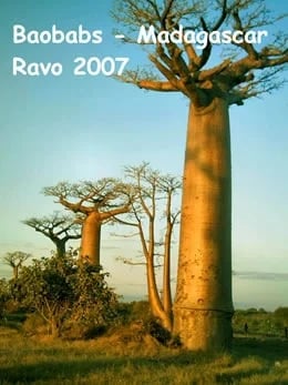 Baobab in Morondava by Ravo_Tour 90375
