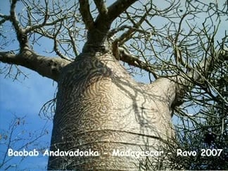 Baobab in Andavadoaka by Ravo