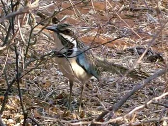 Long-tailed Ground-roller by Ravo_Tour 90378