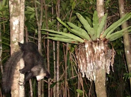 Aye Aye nocturnal lemur by Ravo_Tour 90375