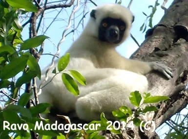 Madagascar, Ravo 2014, Sifaka Lemur, Tsingy Tour 124779