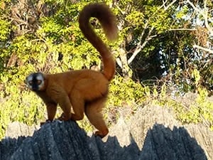 Madagascar : lemur at sunset on the Tsingy Park - Tour 124779