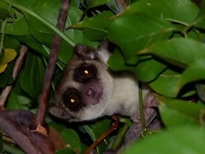 Fat tailed Dwarf lemur in Ankarafantsika National Park by Ravo