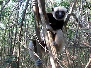 Coquerel s Sifaka in Ankarafantsika National Park by Ravo