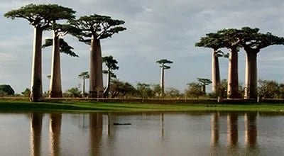 Madagascar, Ravo 2015 - Sunset at the Avenue of Baobabs - Tour N° 90375 and 124 779