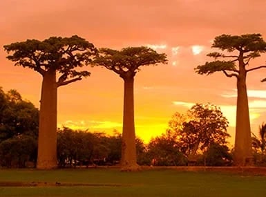 Madagascar, Ravo 2015 - Sunset at the Avenue of Baobabs - Tour N° 90375 and 124 779