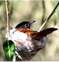 Bird in Ifaty, Madagascar - Tour 153 963