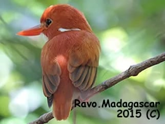 Ravo.Madagascar Pygmy Kingfisher