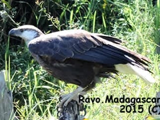 Ravo.Madagascar Fish Eagle