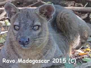 Ravo.Madagascar Fosa_Kirindy Forest