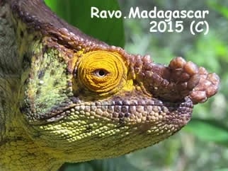 Ravo.Madagascar Parson s Chameleon