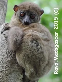 Ravo.Madagascar Sportive nocturnal lemur