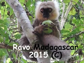 Ravo.Madagascar Sanford s brown lemur