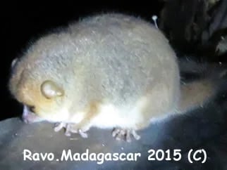 Ravo.Madagascar Goodman s mouse lemur