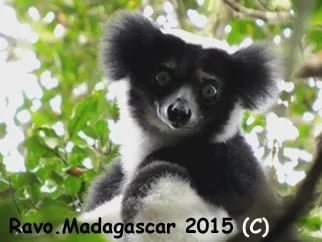 Ravo.Madagascar Indri Indri lemur