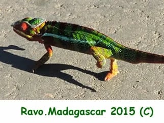 Ravo.Madagascar Panther Chameleon