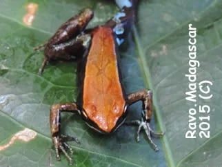 Ravo.Madagascar Frog_Lokobe Park