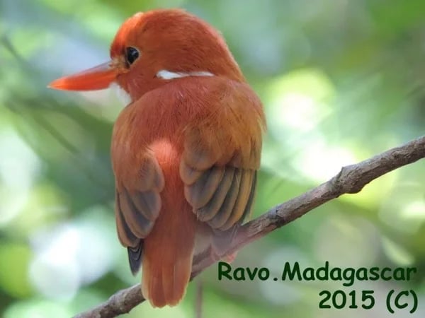 Cover media image