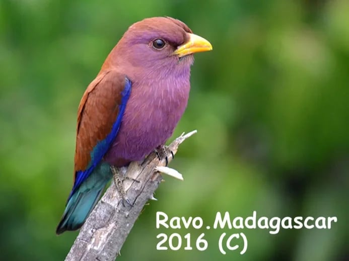 Madagascar, Ravo 2016, Broad-billed Roller bird, the Tsingy and the Western area