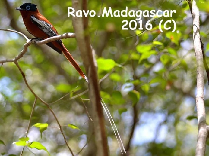 Madagascar, Ravo 2016, Madagascar paradise flycatcher bird, the Tsingy and the Western area