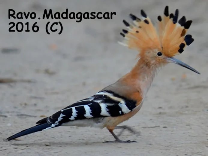Madagascar, Ravo 2016, Madagascar Hoopoe bird, Kirindy forest and the Western area