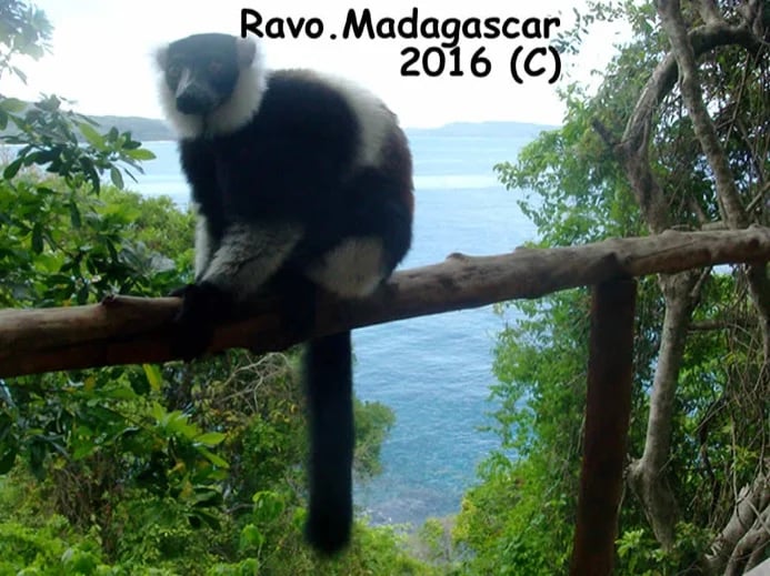 Madagascar, Ravo 2016, Black-and-white ruffed lemur, Tour N° 61 565