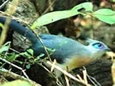 Madagascar, Ravo 2016, Madagascar Crested Coua Bird, Ankarafantsika NP, Tour 153 963