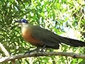Madagascar, Ravo 2016, Madagascar Coquerel s Coua Bird, Ankarafantsika NP, Tour 153 963