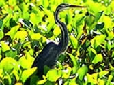 Madagascar, Ravo 2016, Purple Heron Bird, Ankarafantsika NP, Tour 153 963