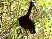 Madagascar, Ravo 2016, Madagascar Glossy Ibis Bird, Ankarafantsika NP, Tour 153 963