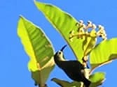 Madagascar, Ravo 2016, Madagascar Souimanga Sunbird, Ankarafantsika NP, Tour 153 963