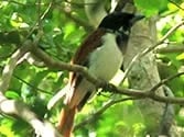 Madagascar, Ravo 2016, Madagascar Rufous Vanga Bird, Ankarafantsika NP, Tour 153 963