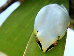 Madagascar, Ravo 2016, Frog at the Pangalanes canal, Tour 90 375