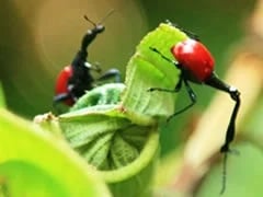 Madagascar, Ravo 2016, Giraffe-insects at Ranomafana National Park, Tour 40 427
