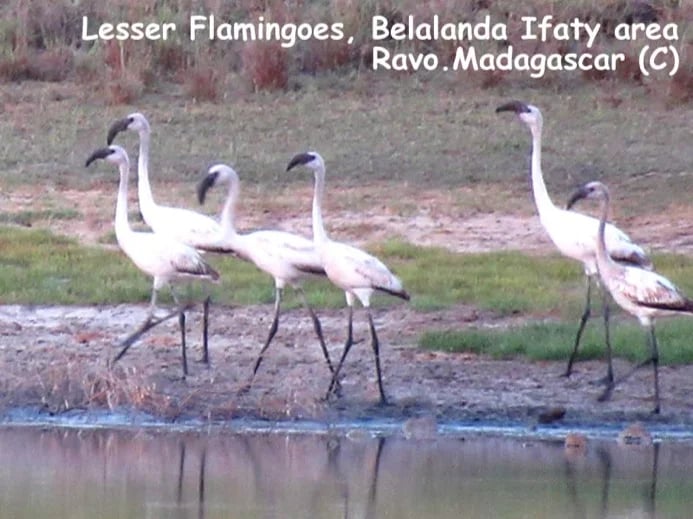 Madagascar, Ravo 2019, Birdwatching at Belalanda Ifaty marshes, here the Lesser and Greater flamingoes