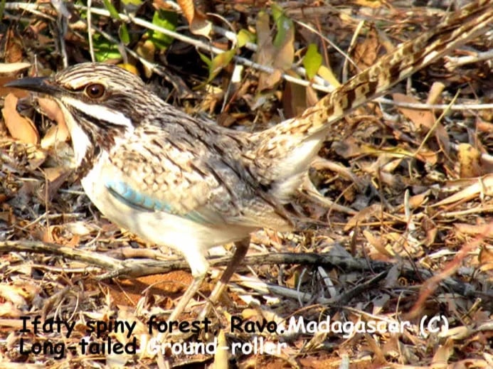 Madagascar, Ravo 2019, Birdwatching at Ifaty spiny forest, here the endemic Long-tailed Ground roller