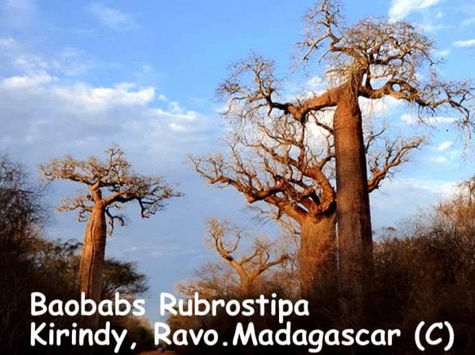 Ravo.Madagascar 2019, Birdwatching at Kirindy Baobabs forest, here the Baobab rubrostipa