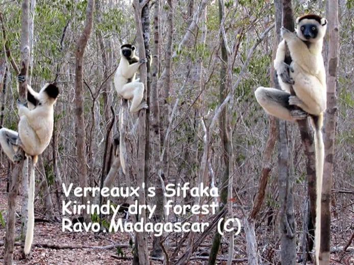 Ravo.Madagascar 2019, Verreaux's Sifaka at Kirindy seasonnaly deciduous forest