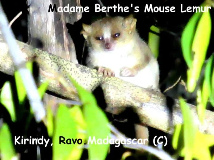 Ravo.Madagascar 2019, a nocturnal Madame Berthe's Mouse lemur at Kirindy dry forest