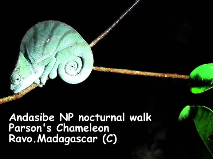 Ravo.Madagascar 2019, One of the heaviest Chameleon in Madagascar, the Parson's Chameleon at Andasibe NP
