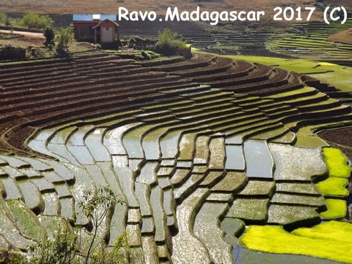 Ravo.Madagascar 2019, Terraced ricefields in the Central High Plateau