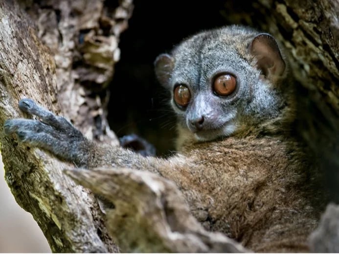 Madagascar, a nocturnal lemur at Lokobe coastal rainforest in Nosy Be